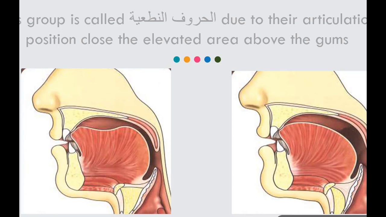 the articulation point for ت د ط (lesson 34)