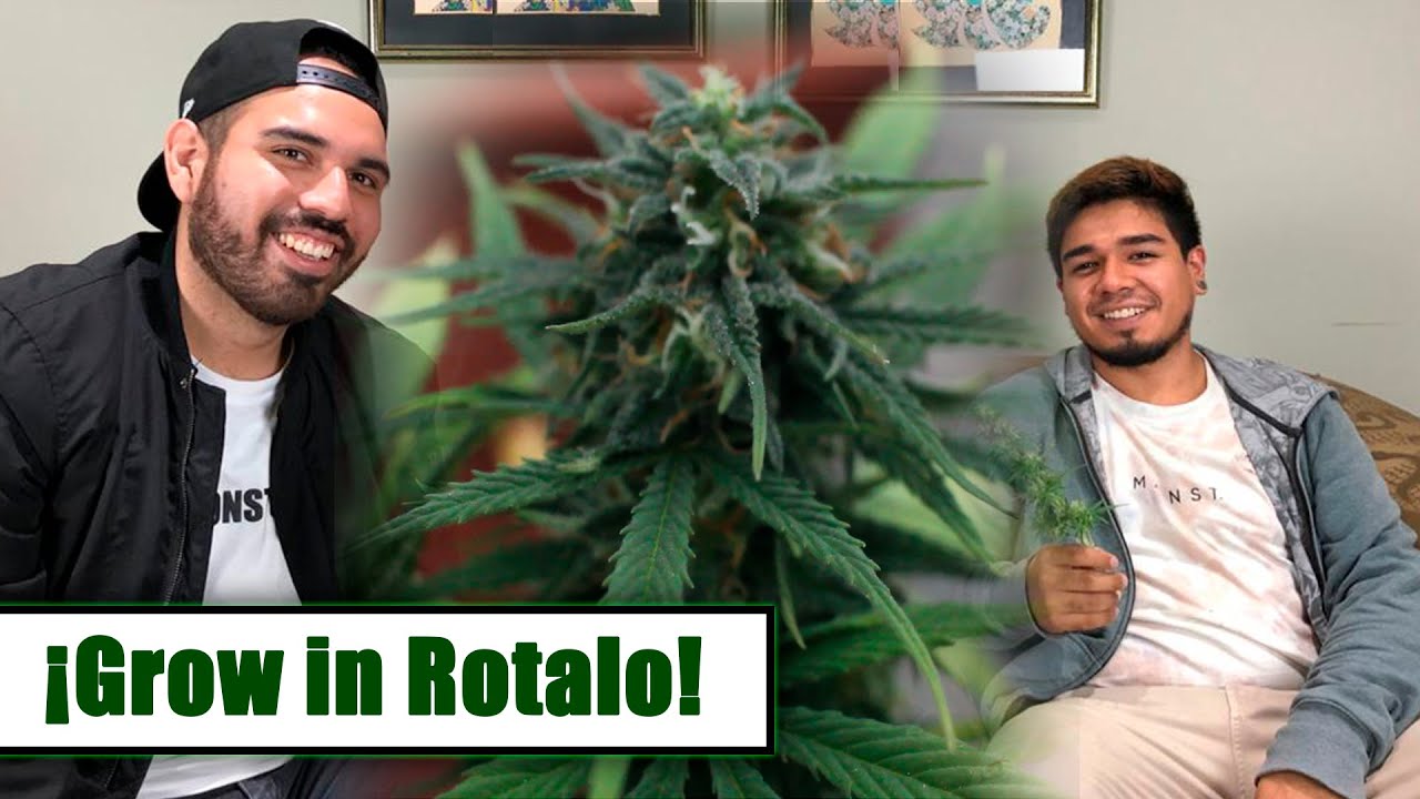 GROW IN ROTALO - FUIMOS A VISITAR A GROW IN HOUSE