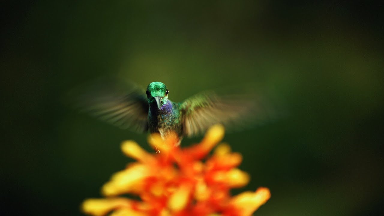 The hidden beauty of pollination - Louie Schwartzberg