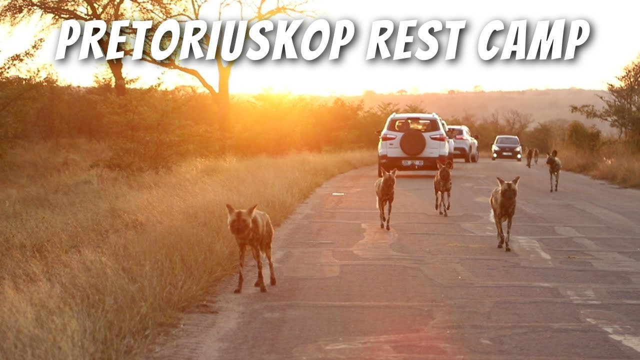 Kruger National Park - Day 8: Pretoriuskop. SUNRISE WITH WILD DOGS, A BARRED OWL A FEW SPOTS!