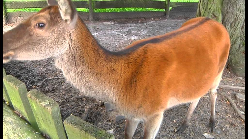 Prosto z lasu, odcinek 14/11