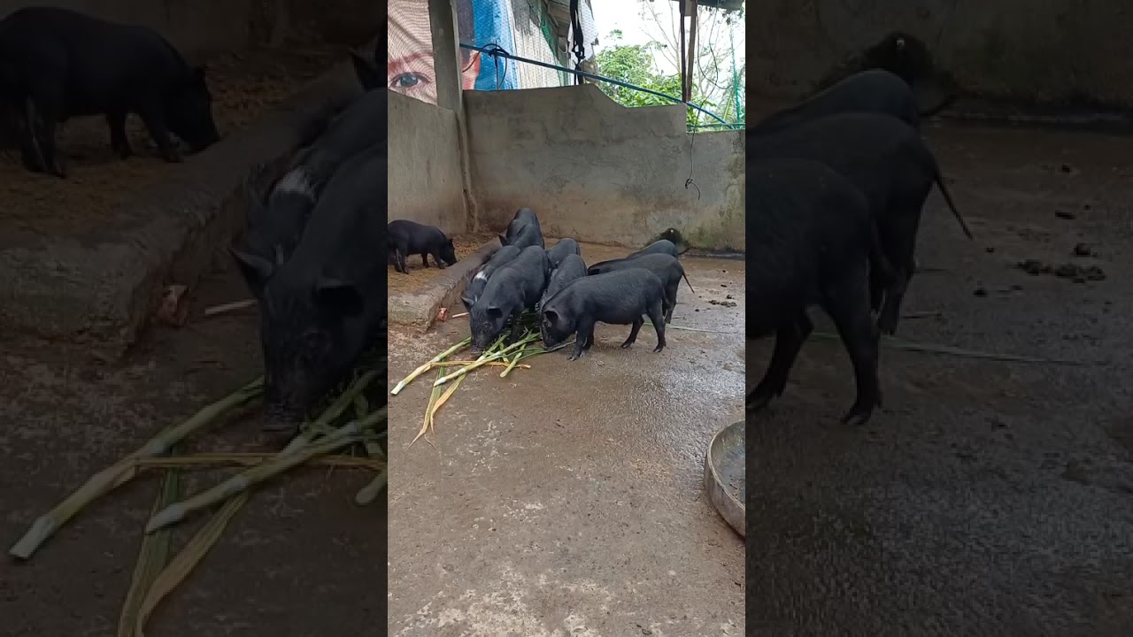 Fermented Napier next project for native pigs | kaya ng machine naten i chop ang napier
