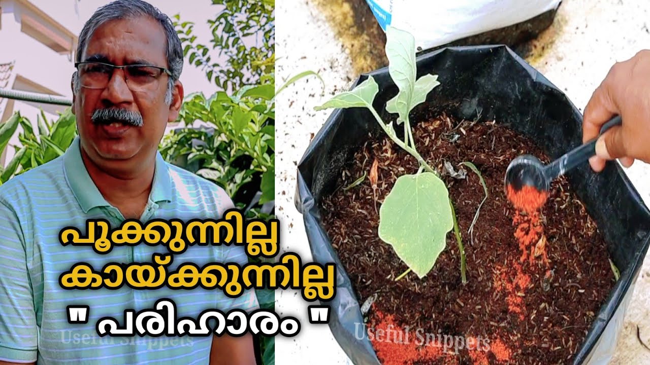 Potash Fertilizer Malayalam | MOP| Potash| Potash Fertilizer| Terrace Garden Ideas| Fertilizer Tips
