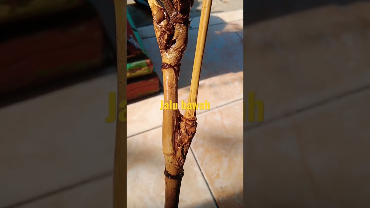 Bambu Jalu multipakem,sangat di buru kolektor Bambu unik