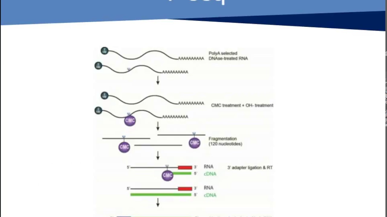 Epitranscriptome Screening TechNetworks WEBINAR