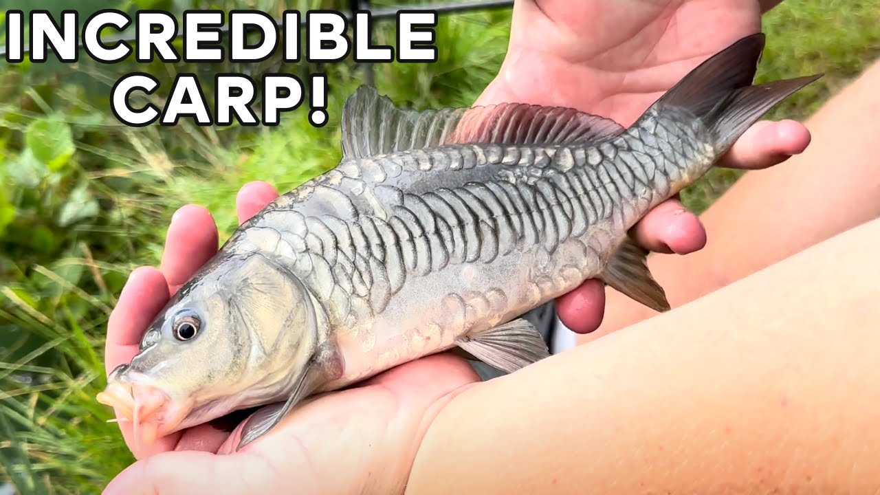 Simple Rigs & Easy Baits - Carp Fishing at Maythorne Fishing Lake