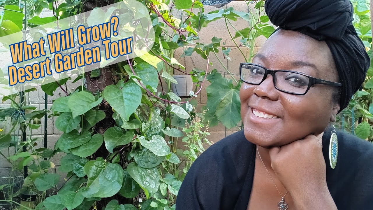 Gardening In The Desert In June-  What Will Grow? - Garden Tour