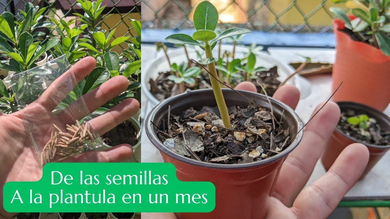De la semilla a la plantula de una Rosa del Desierto
