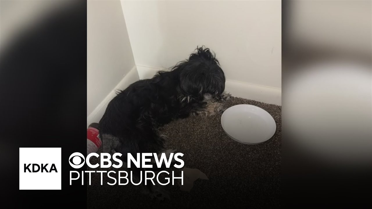 Mom, daughter charged after dog abandoned in Pennsylvania apartment dies