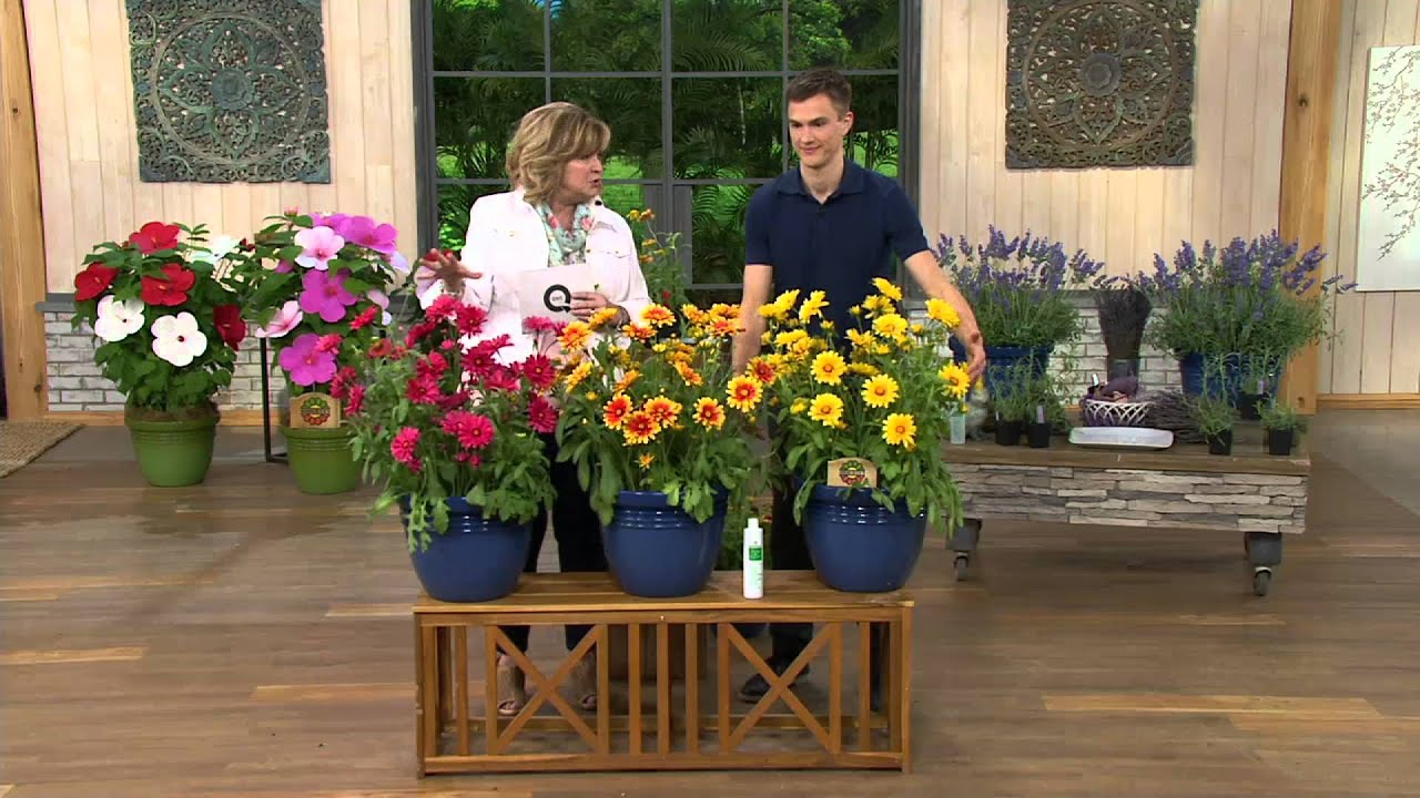Roberta's 6-piece Arizona Native Blanket Flower on QVC