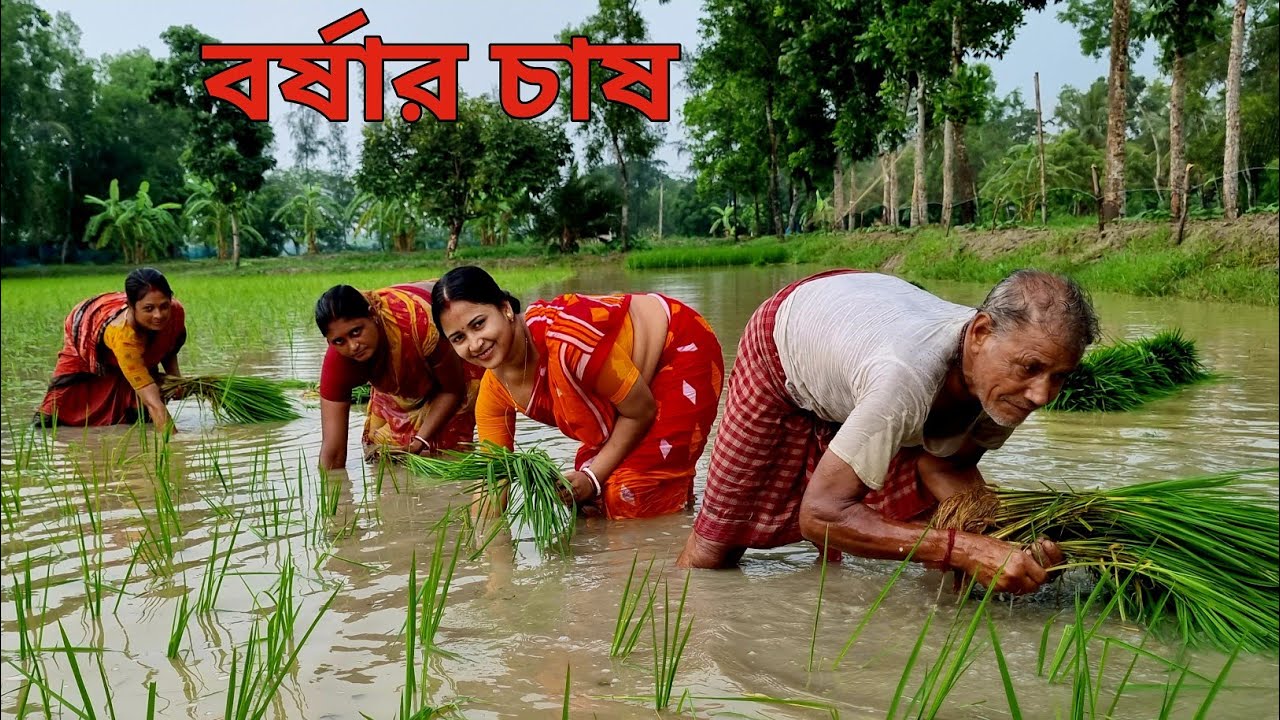 সুন্দরবনের গ্রাম্য পরিবেশে প্রচন্ড বর্ষার মধ্যে মাঠে ধান রোয়ার কাজ করলাম।।Cultivation of Paddy.