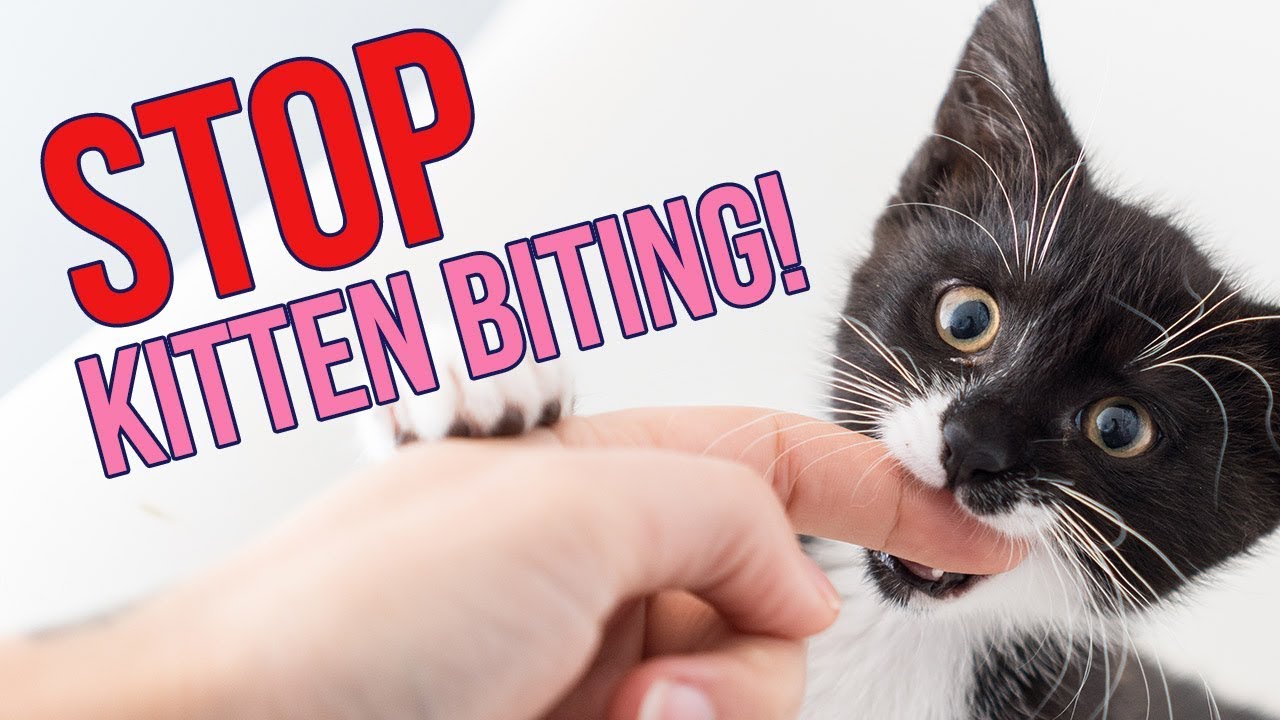 How to STOP Kittens From Biting You (6 Tips!)