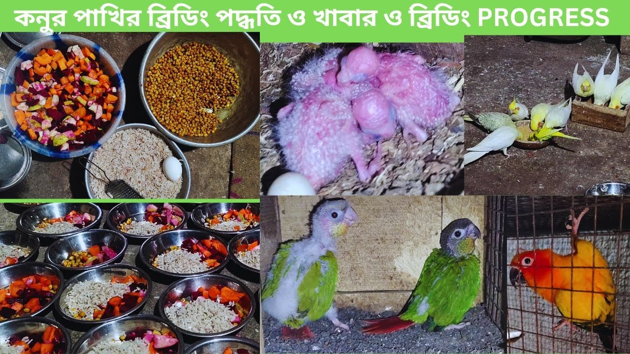 কনুর পাখির ব্রিডিং পদ্ধতি ও খাবার ও ব্রিডিং PROGRESS💖💖😍😍// Conure Breeder