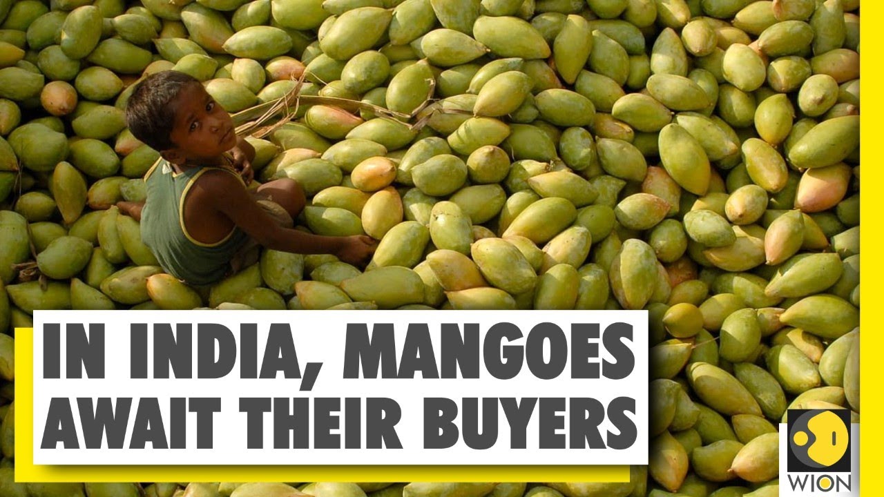 In India, mangoes await their buyers | Lockdown India | WION India News