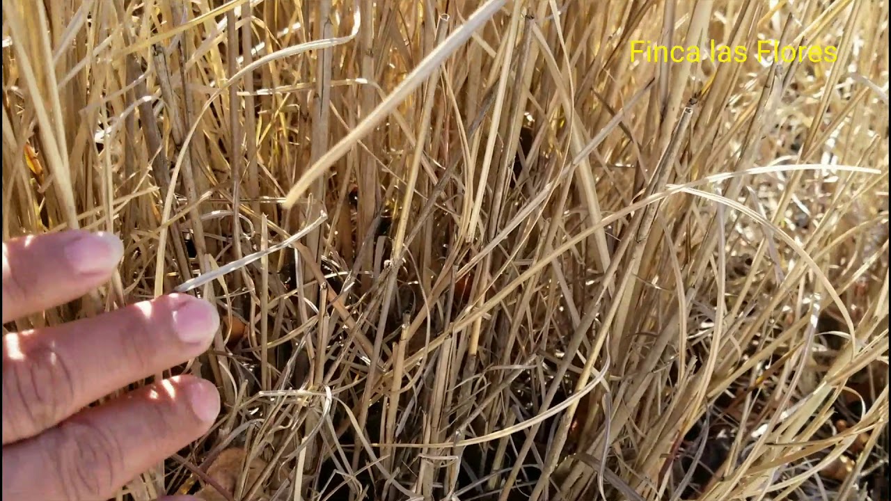 Pasto Vetiver..zacate Vetiver. Finca las Flores...zacatecoluca la paz el SALVADOR.