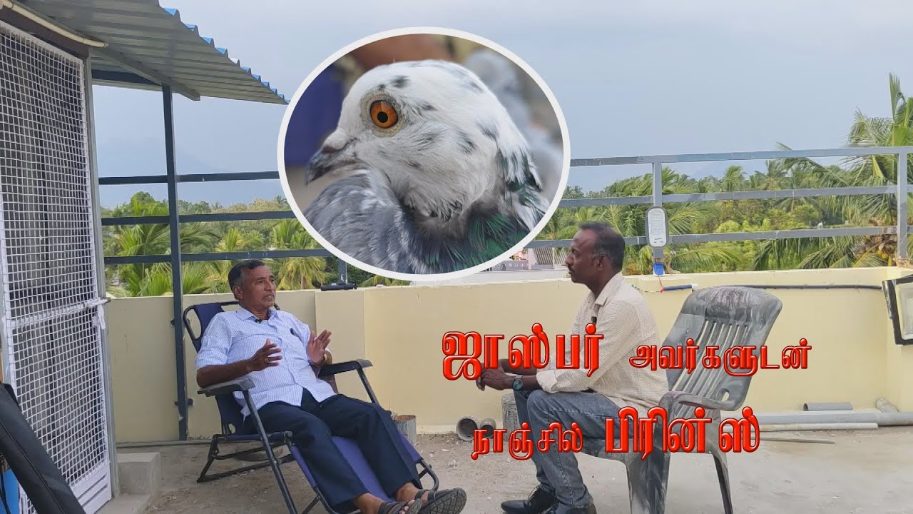 Mr.Jasper Avargaludan Nanjil Prince - Prince Pigeon World