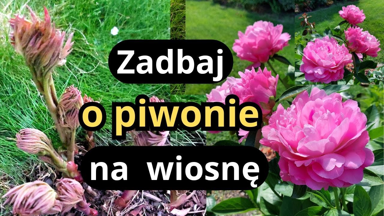Jakie nawożenie jest najlepsze dla PIWONII, jak chronić młode pędy przed mrozem i chorobami