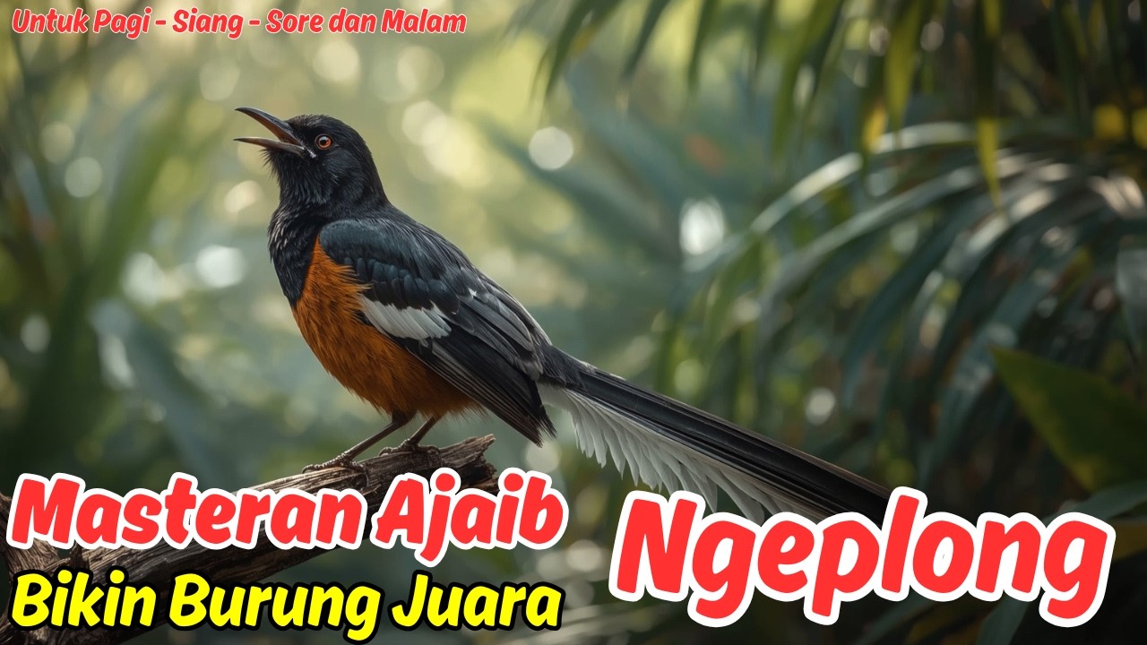 Rahasia Master Murai Batu, Tips Cepat Burung Gacor!