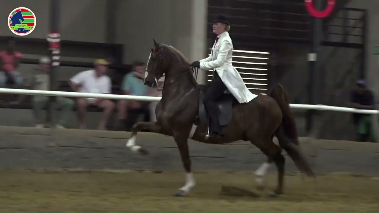 Parys Afridome Saalperdskou 2024 - Klas 30 Park Horse, Stallion, Mare, Gelding, +5years