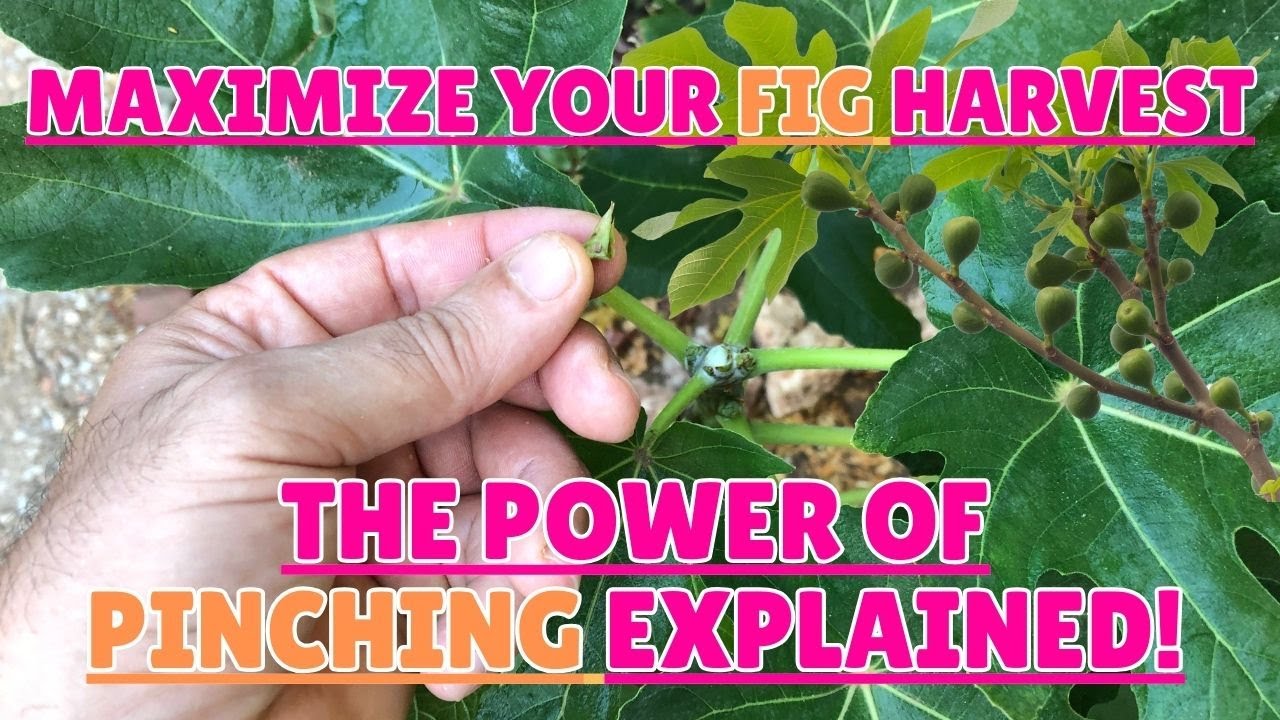 Maximize Your Fig Harvest: The Power of Pinching Explained!🌳#figs #gardening #gardeningtips #pruning