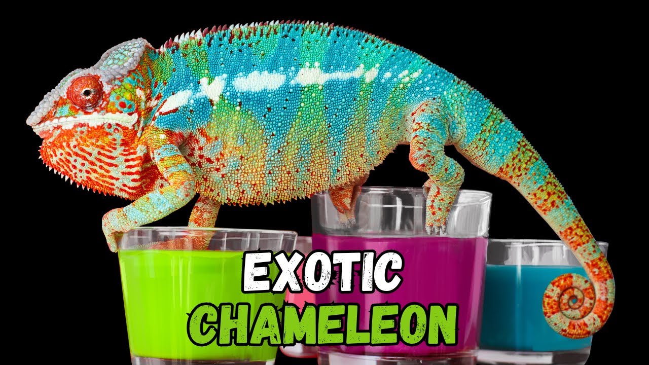 Top 17 Best Types Of Chameleon Species To Keep As Pets Care Sheet Guide for Beginners