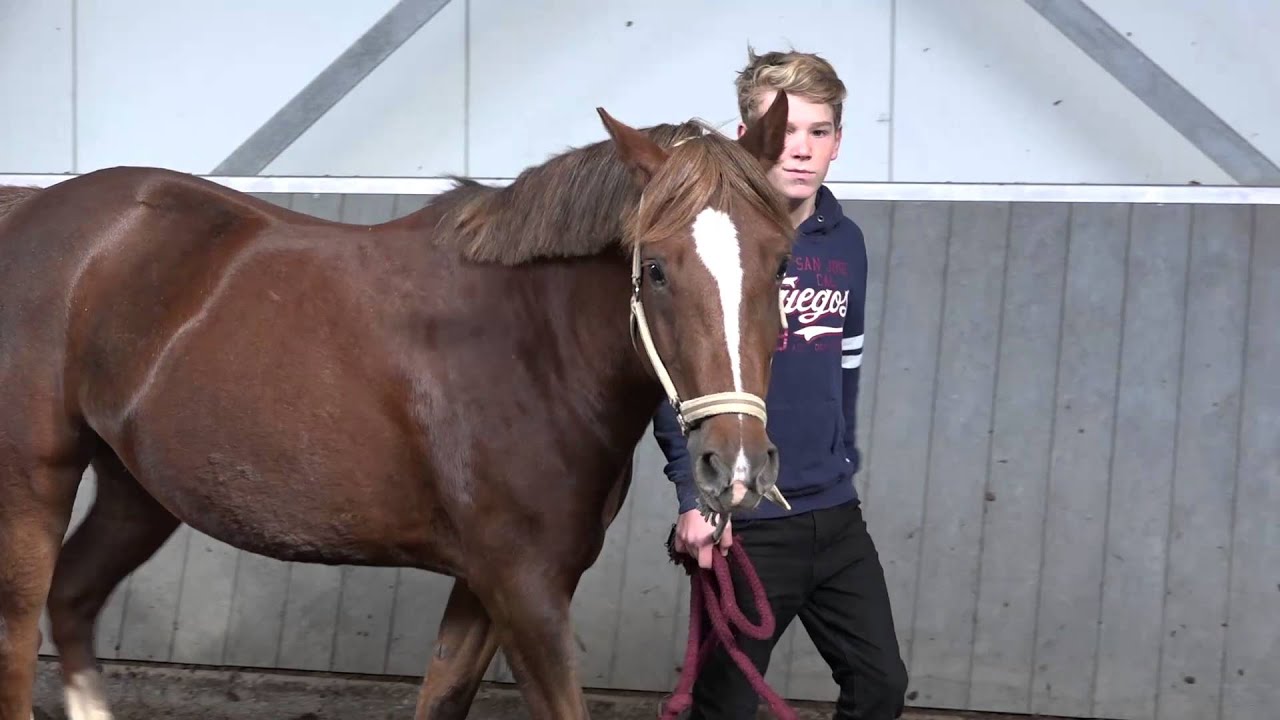 Schriktraining manege Bleijenberg 25-10-2015