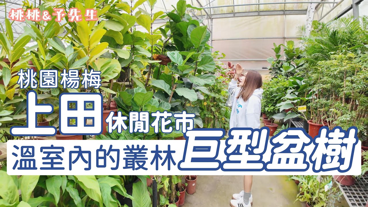 桃園楊梅-上田休閒花市-巨型盆栽.觀葉.果樹.櫻花樹，園藝植栽選擇多！