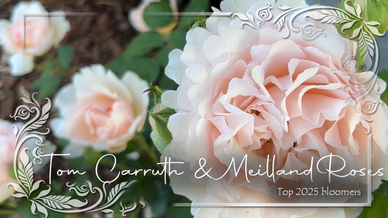 Tom Carruth & Meilland Roses : Unveiling Our 2025 Top Bloomers! • French Garden Roses