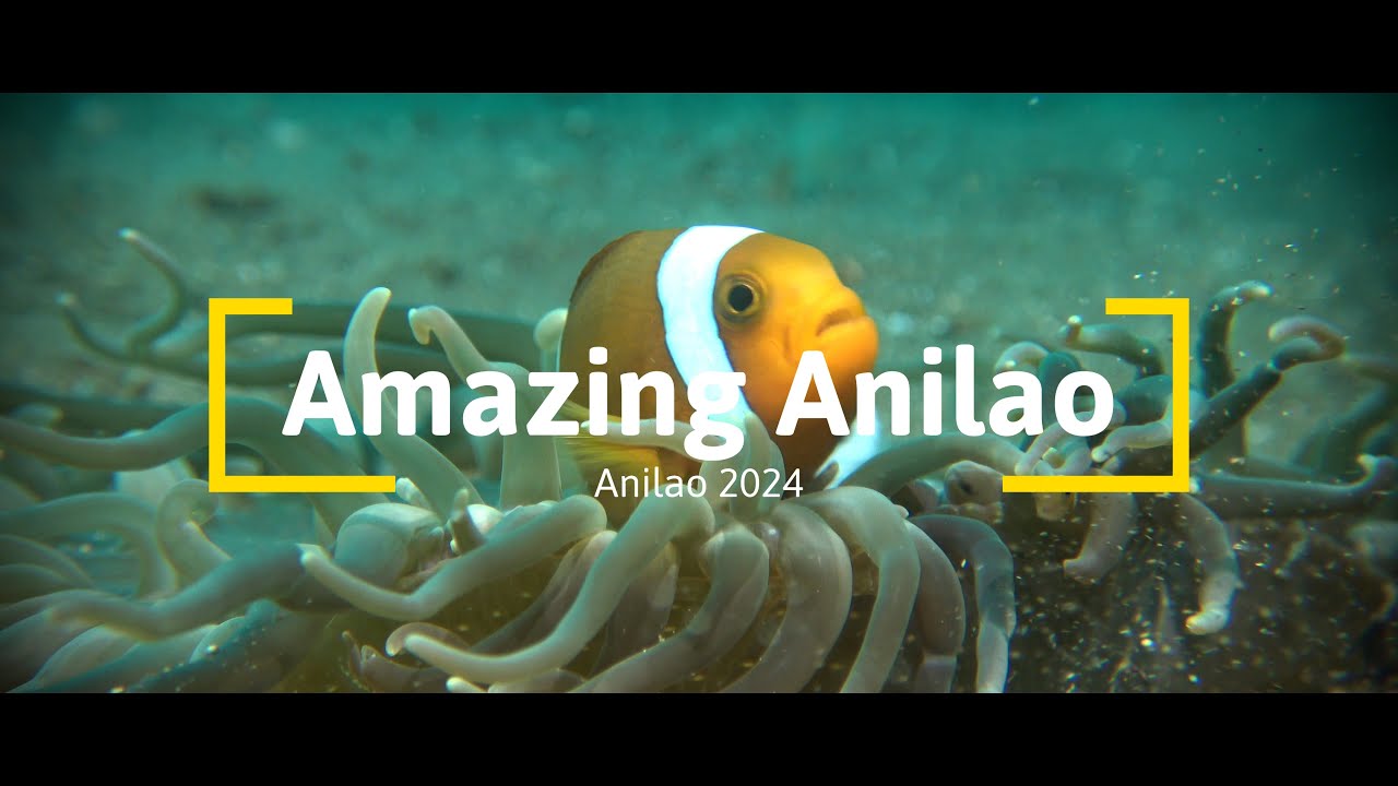 Diving Amazing Anilao Philippines 2024