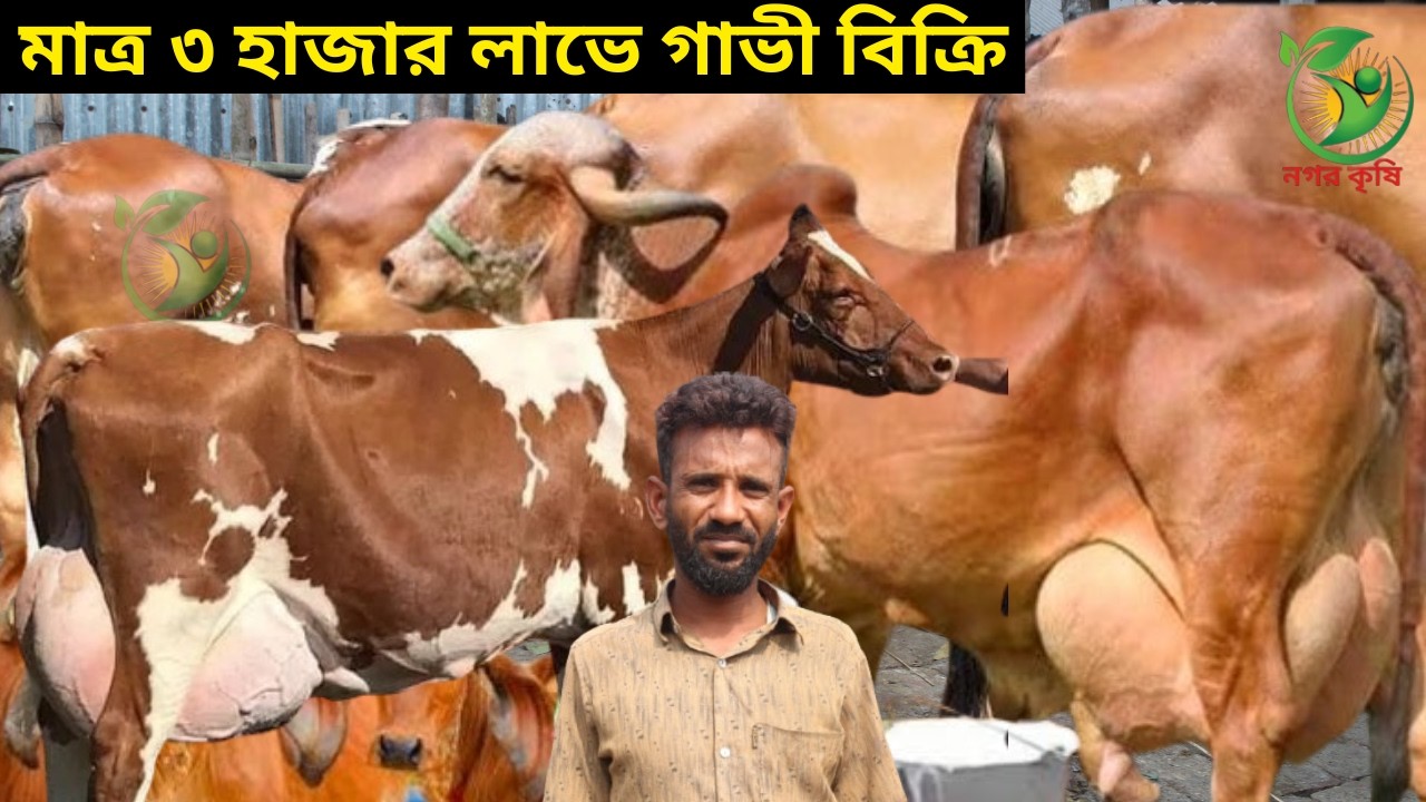 মাত্র ৩ হাজার লাভে গাভী বিক্রি ! হারুন ভাইয়ের জীবনের সেরা গ্যালান্ডো জার্সি বাচ্চা সহ গাভী কিনুন !