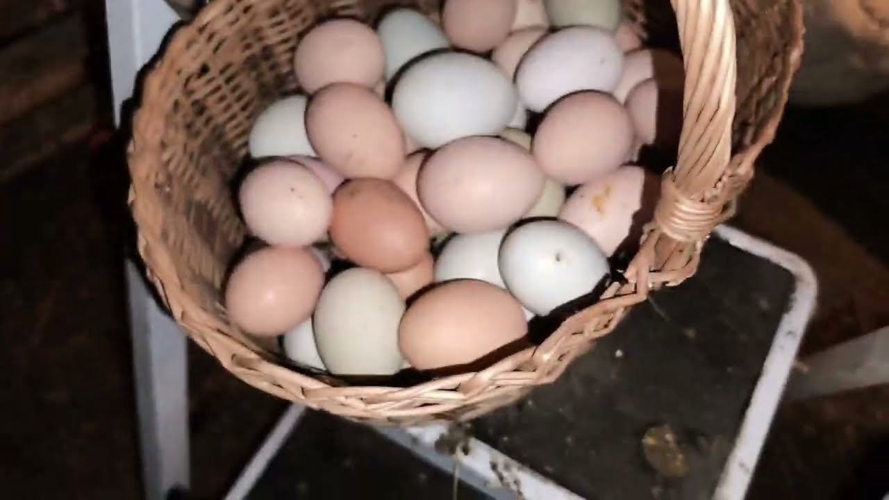 «Куры несутся зимой лучше, чем летом! 🥚❄️ Сегодня рекорд. Больная курочка идёт на поправку»