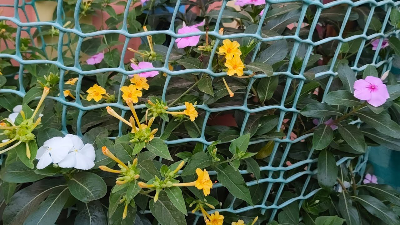 కొంచం place వున్నా అరటి 🍌 చెట్టు వెయ్యండి 