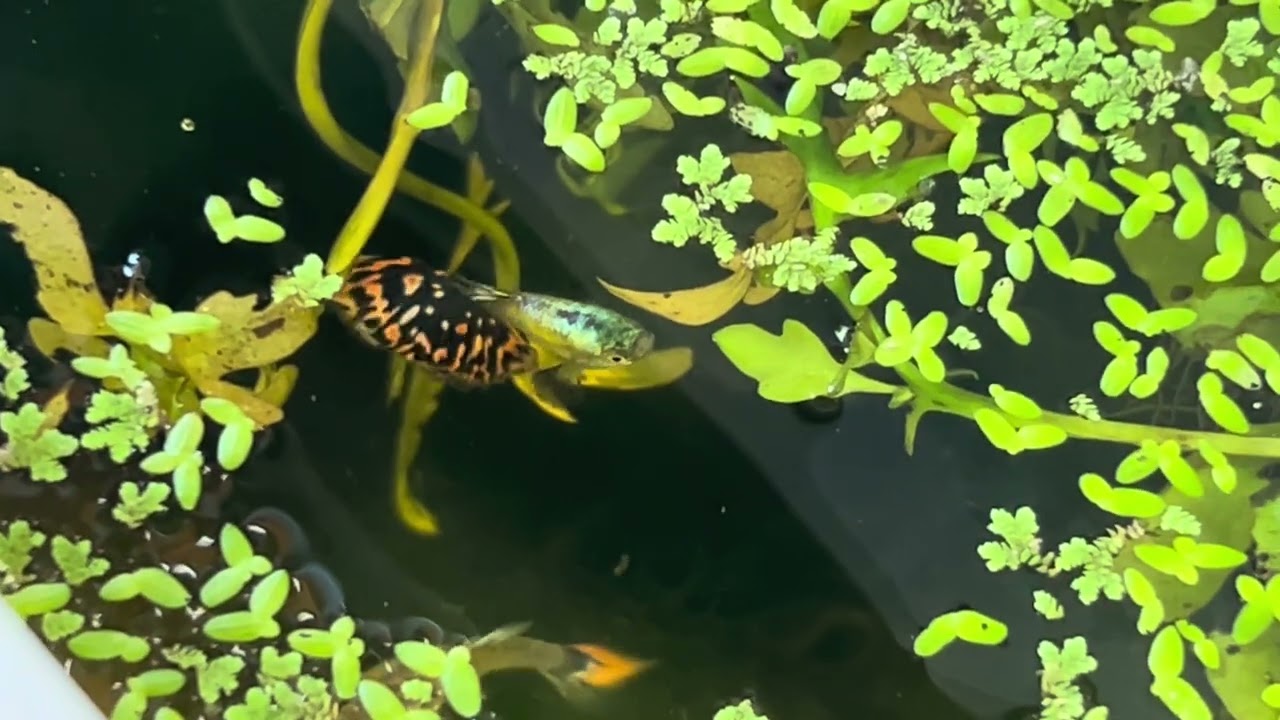 Primeiro video de 2025 ! Aleluia !!! Criação de Guppys na varanda de casa. A criação tá bombando !