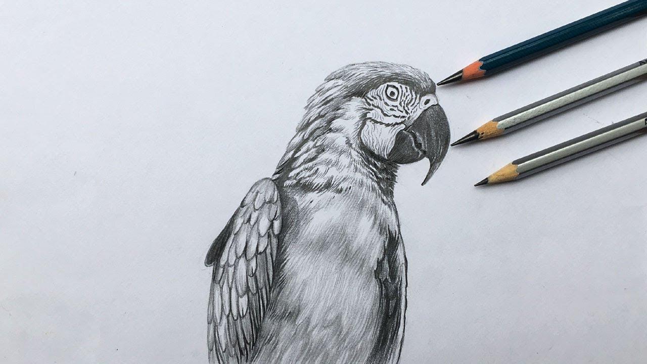 Macaw drawing in pencil step by step | bird drawing | pencil art