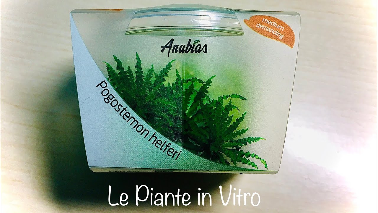 VANTAGGI Piante in Vitro per Acquario (Anubias CUP)