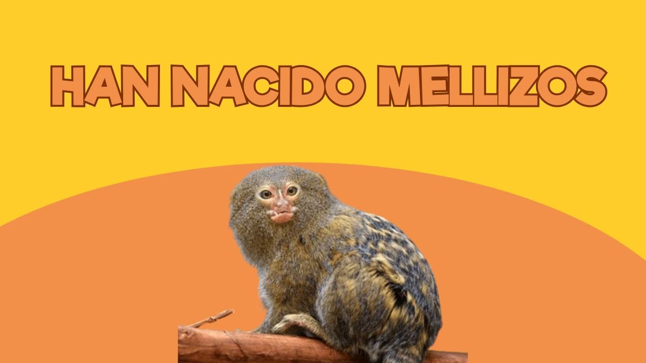 Viviendo en un Zoo: Han nacido mellizos | Santillana del Mar