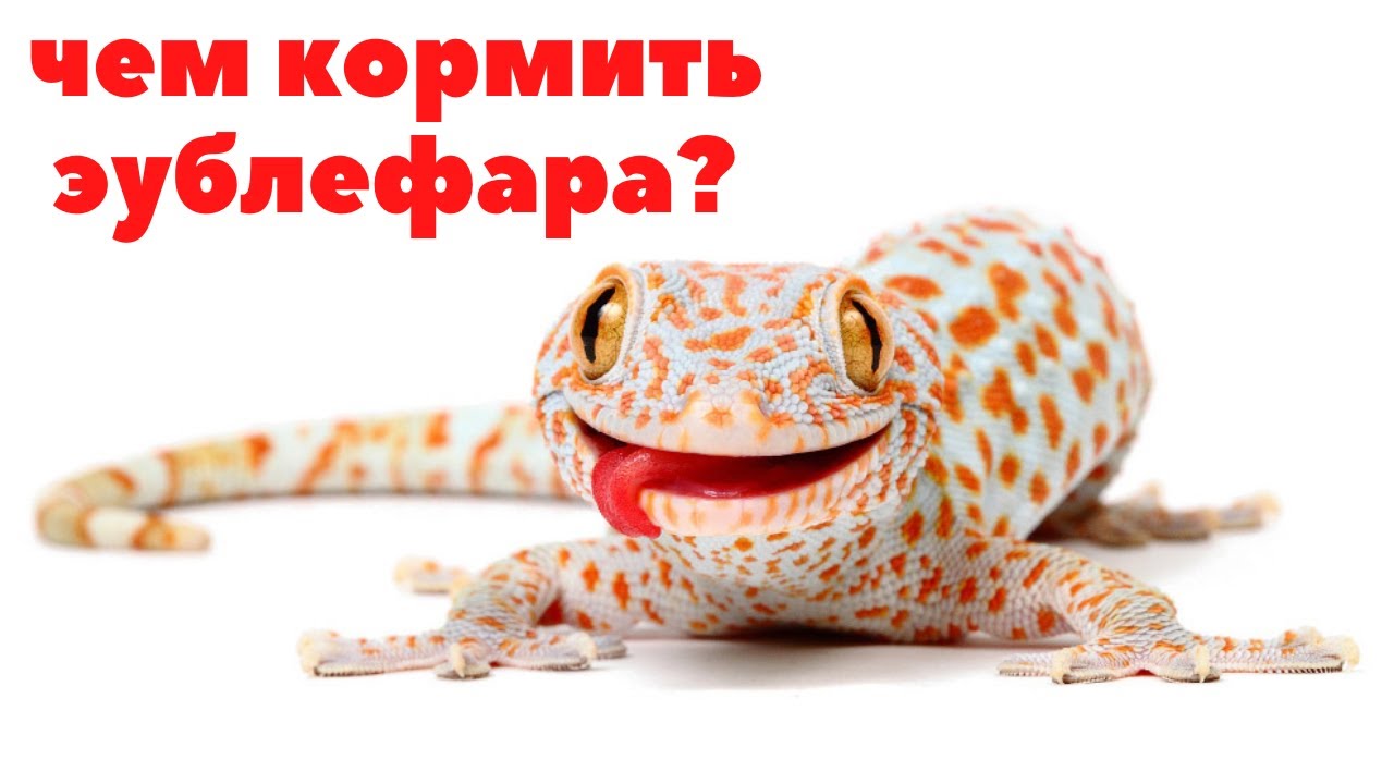Чем кормить эублефара (ящерица)