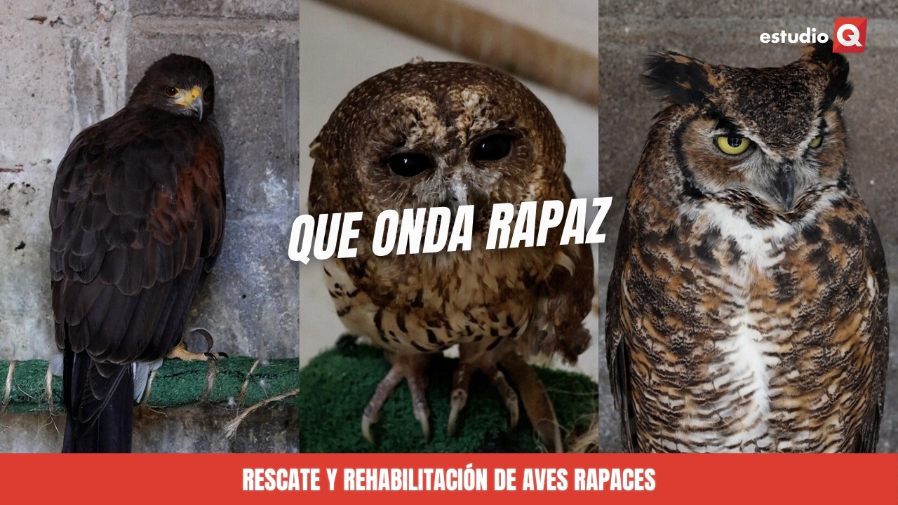 ESTUDIO Q PRESENTA: Que Onda Rapaz 