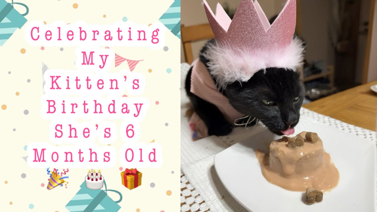 Kitten’s First Birthday 6 Months Old! #blackcats #birthdaycelebration 