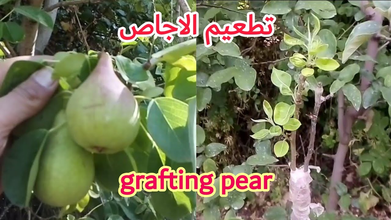 تطعيم (تلقيم) الاجاص أو الكمتري على شجرة السفرجل