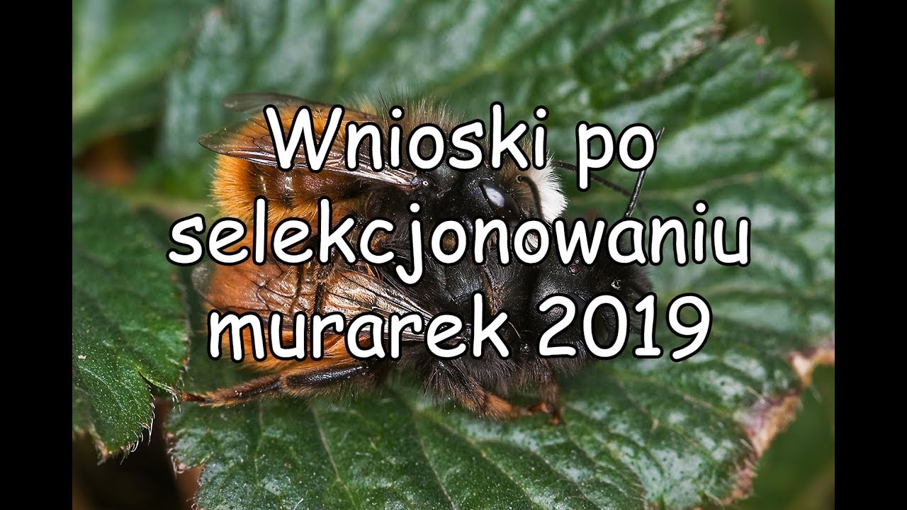 Hodowla murarki  - wnioski i plany sezon 2018/2019