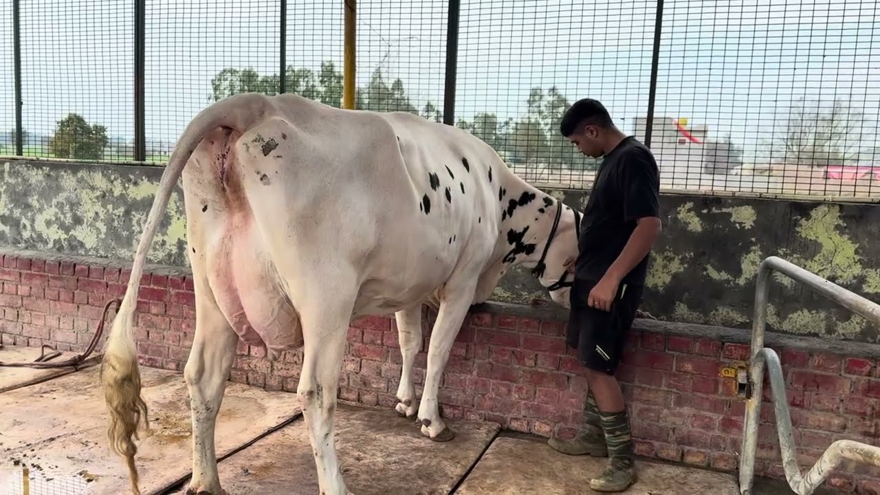 20 February 2026 गायों के डेयरी फार्म में क्या सावधानी रखनी चाहिए 