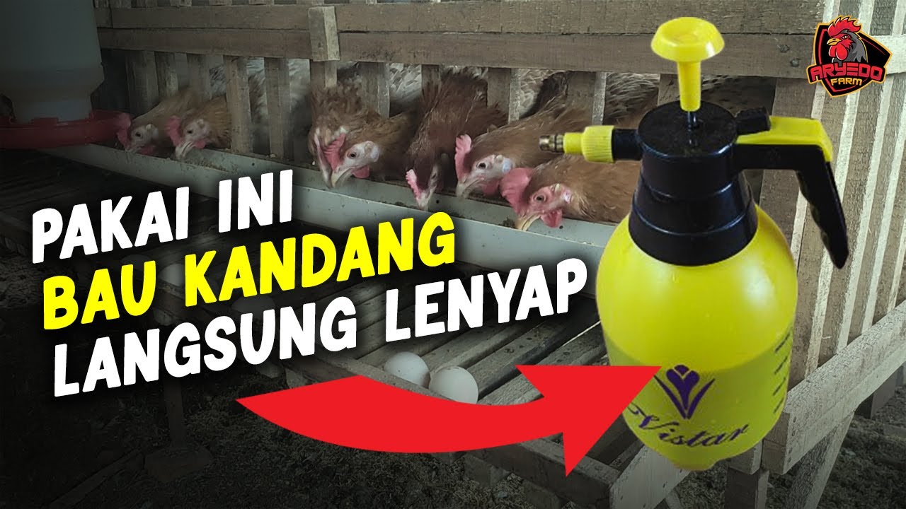 Pakai Cara Ini BAU KOTORAN di KANDANG AYAM Langsung LENYAP!