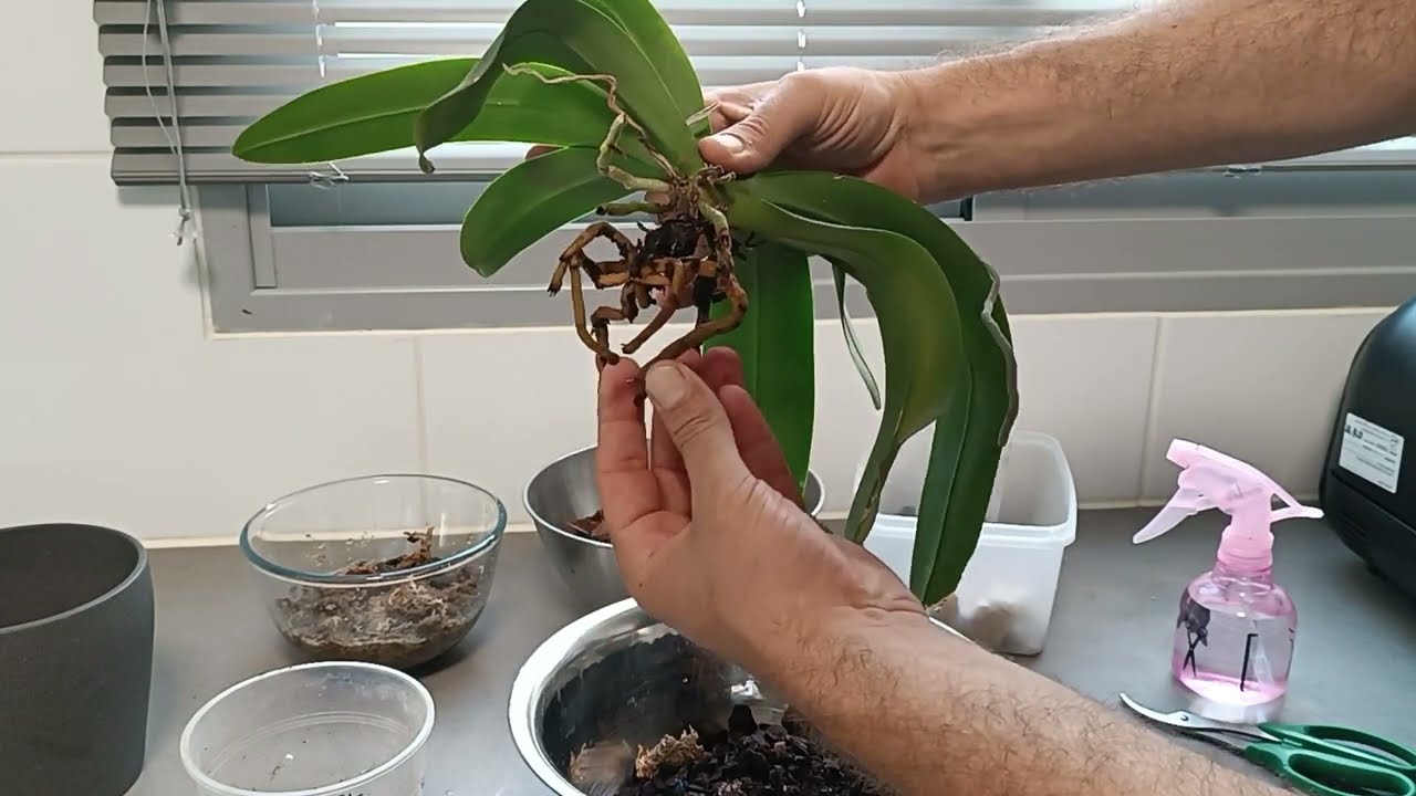 החלפת מצע לסחלבים.