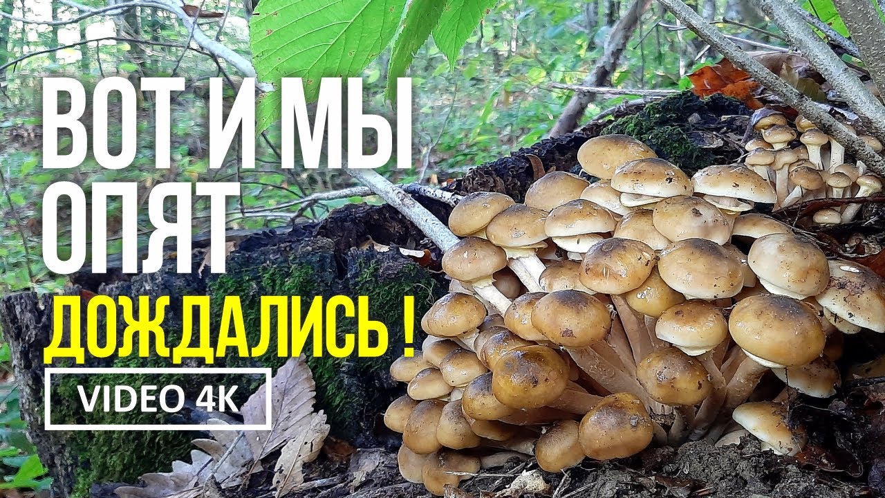 ВОТ И МЫ ОПЯТ ДОЖДАЛИСЬ  !  12 октября 2023 года. Сбор осенних. медовых опят ( Armillaria mellea )