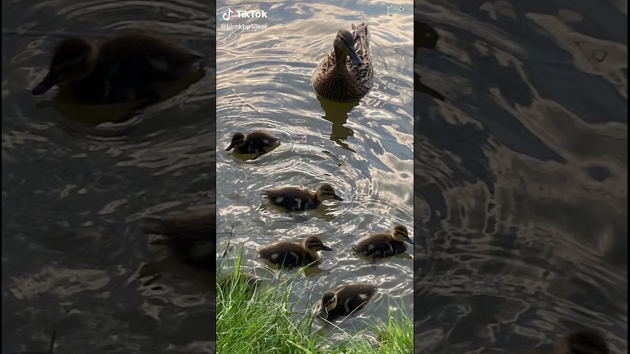 A B&uuml;di-t&oacute;ba otthonra lelt egy kis csal&aacute;d.