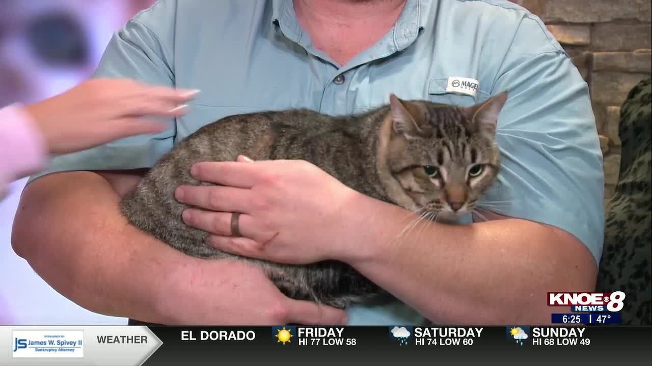 Adopt a Pet: Meet Theodore!