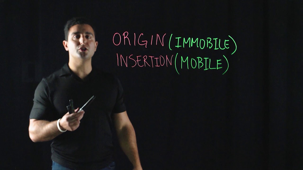 Point of Origin and Insertion