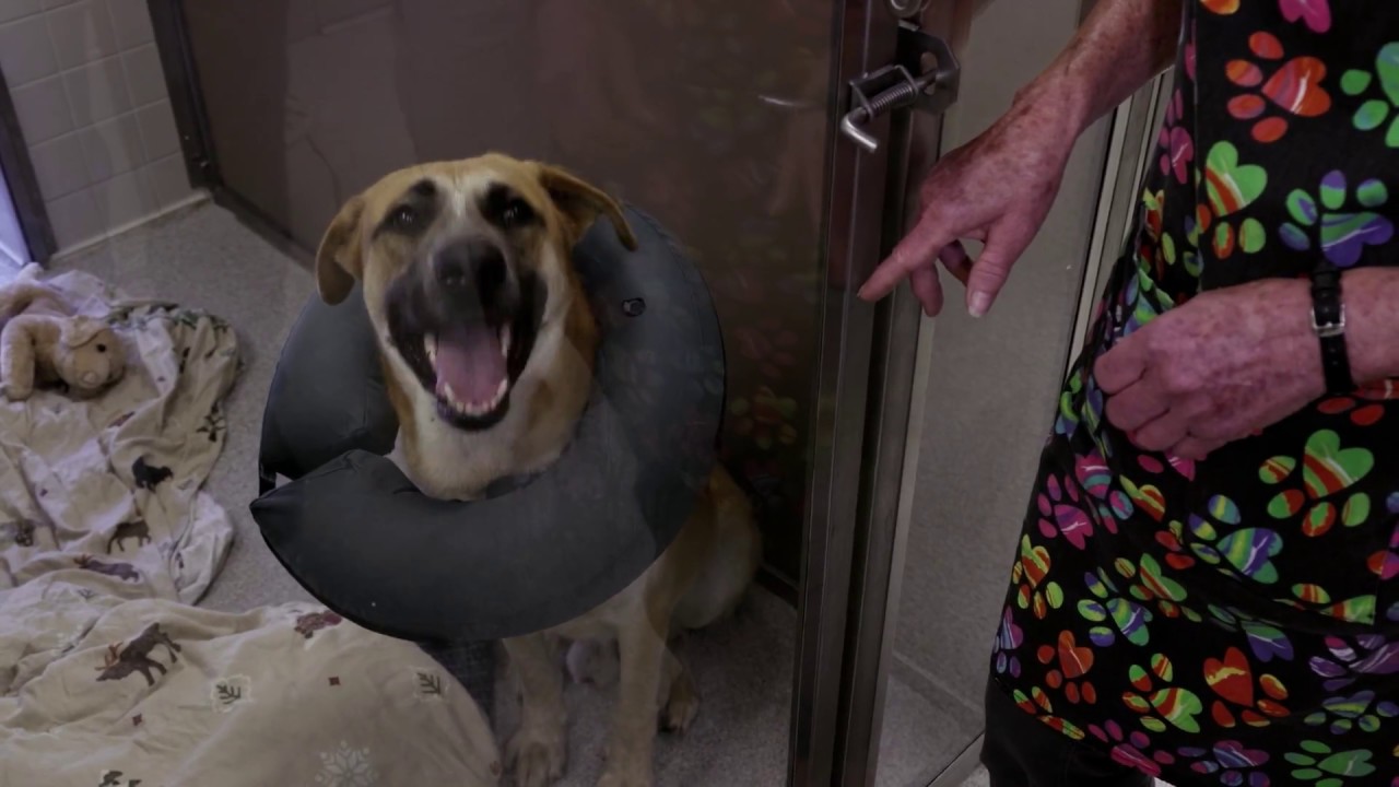 Life in the Doghouse  trailer (2018)