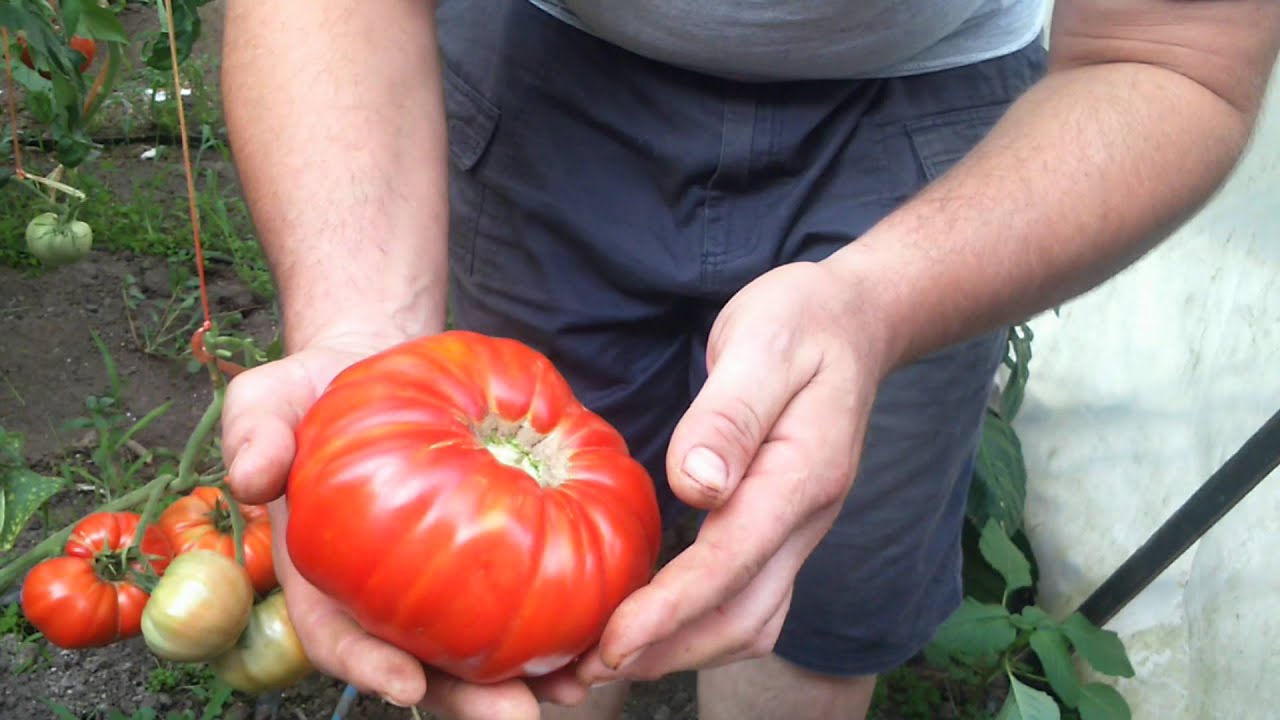 Dzinovski najveci paradajz, Giant tomato 2015